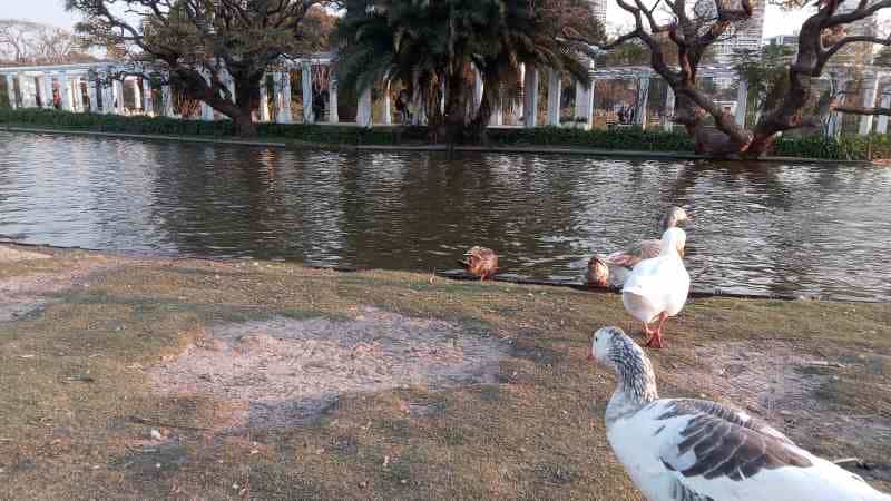 Vista del lago con sus protagonistas, los patos